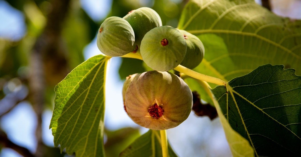 Un grappolo di fichi maturi