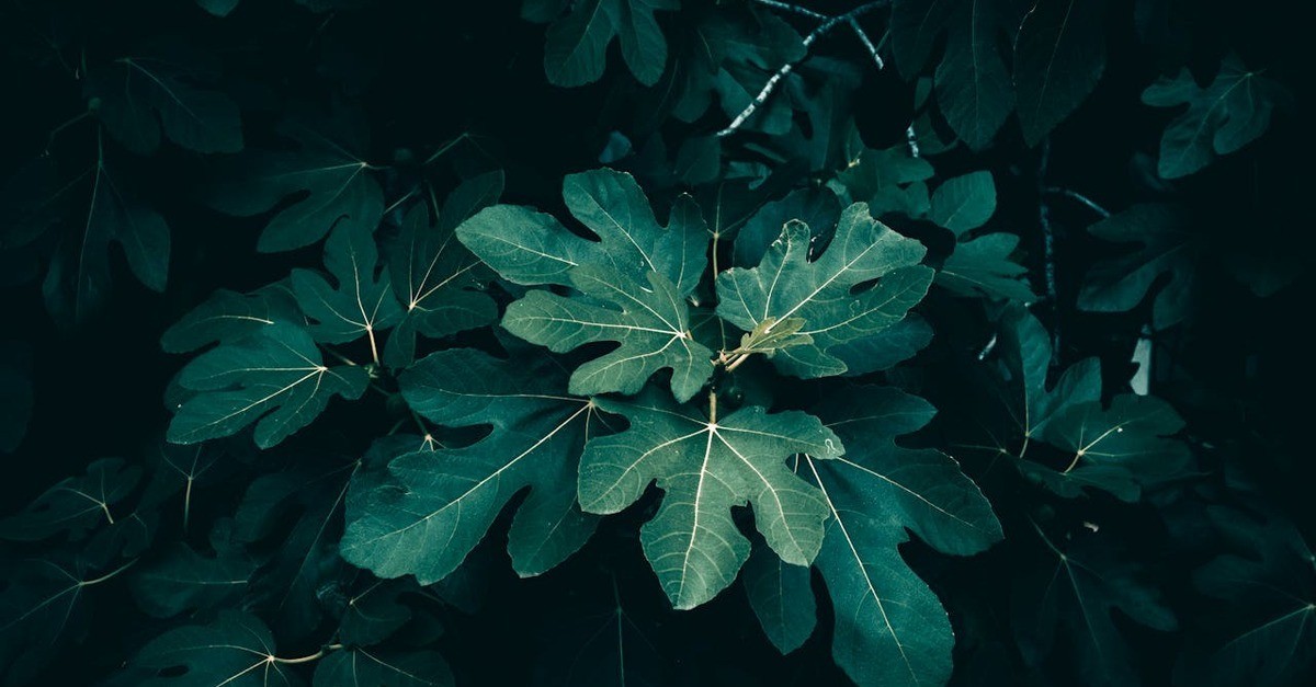 Un particolare della foglia di fico