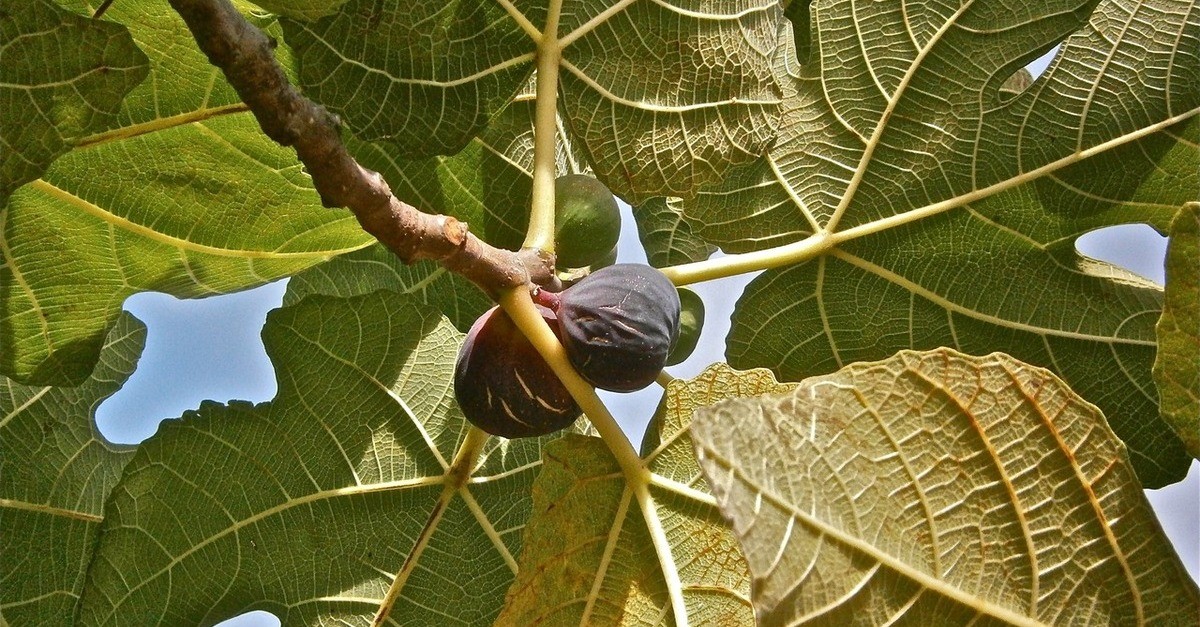 Un ramo fico con frutti