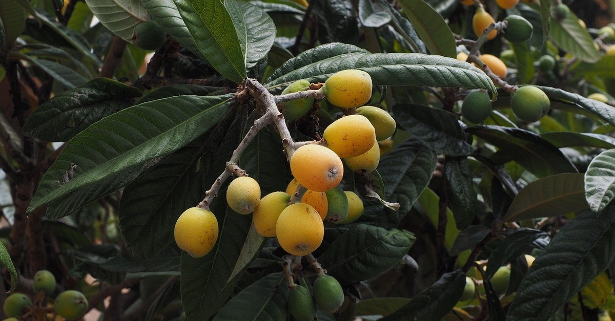 Un ramo del nespolo giapponese con i suoi frutti