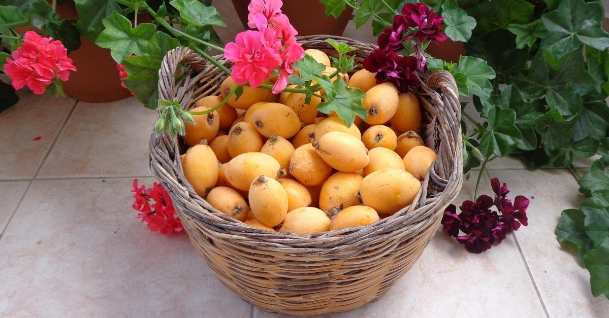 I frutti drl nespolo appena raccolti