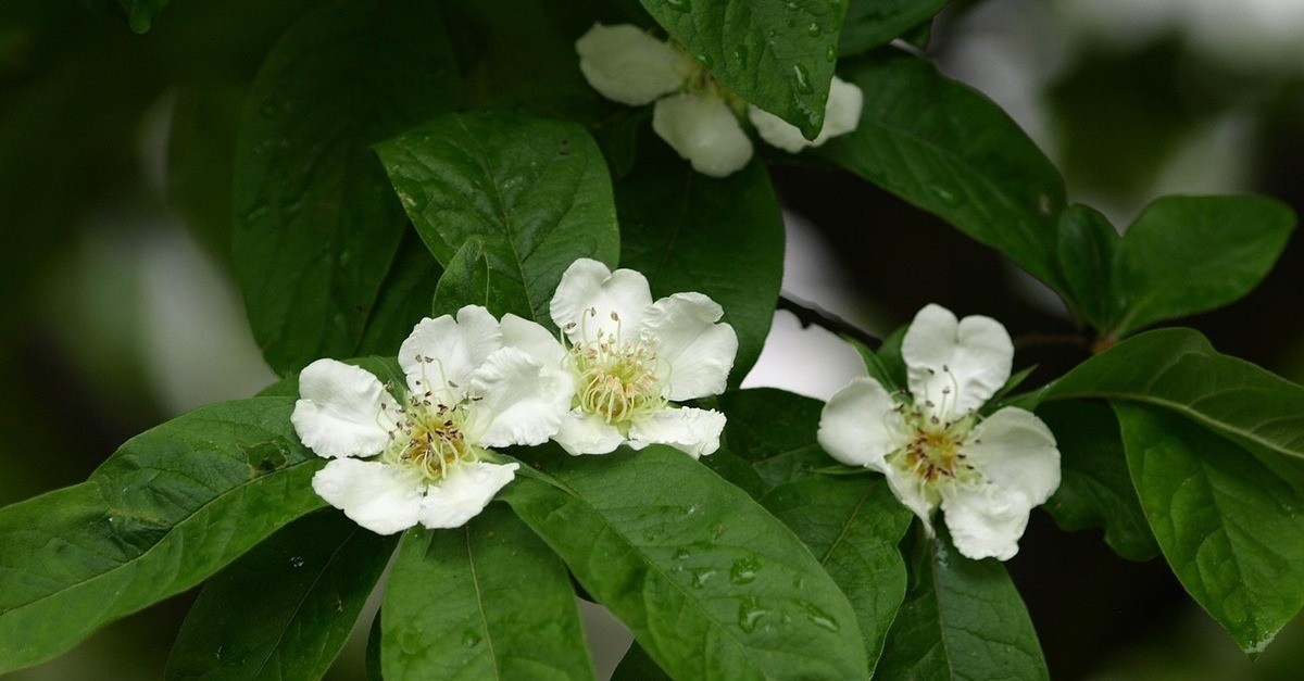I fiori del nespolo che fioriscono in inverno