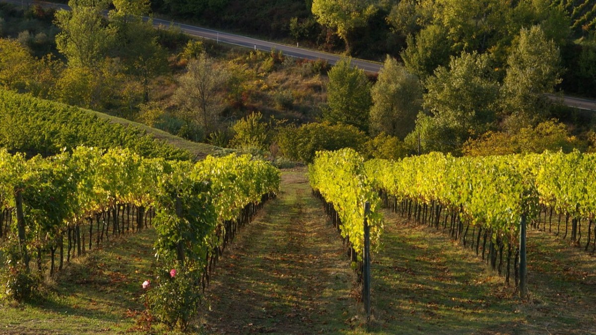 migliori vini toscani