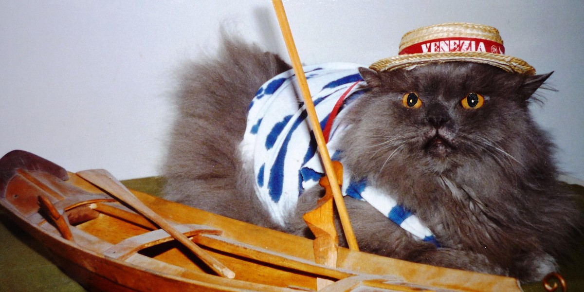 gatti a Venezia 