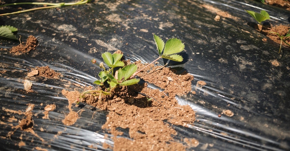 Esempio di pacciamatura con telo in plastica
