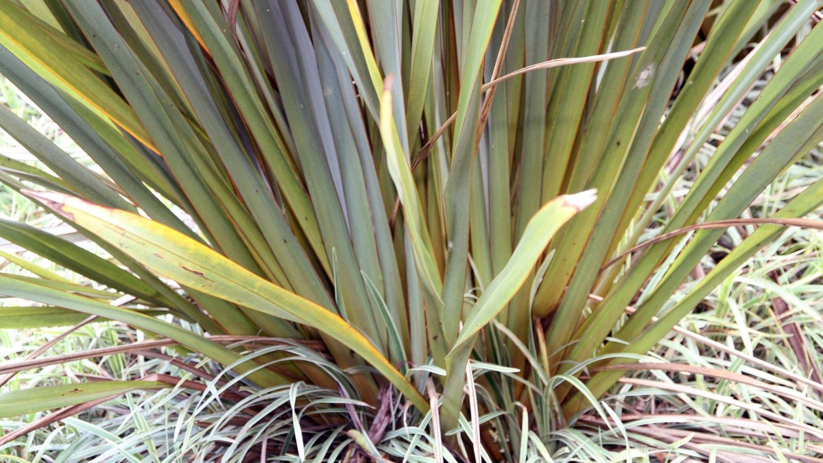 phormium