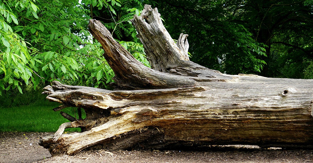 Albero caduto