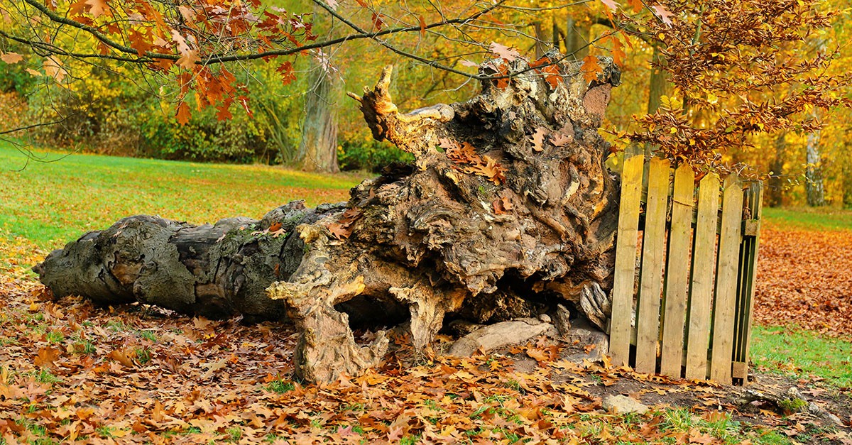 Albero caduto in giardino