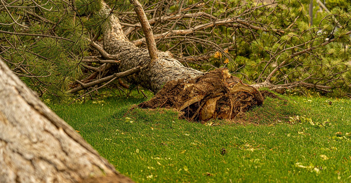 Albero caduto in un giardino condominiale