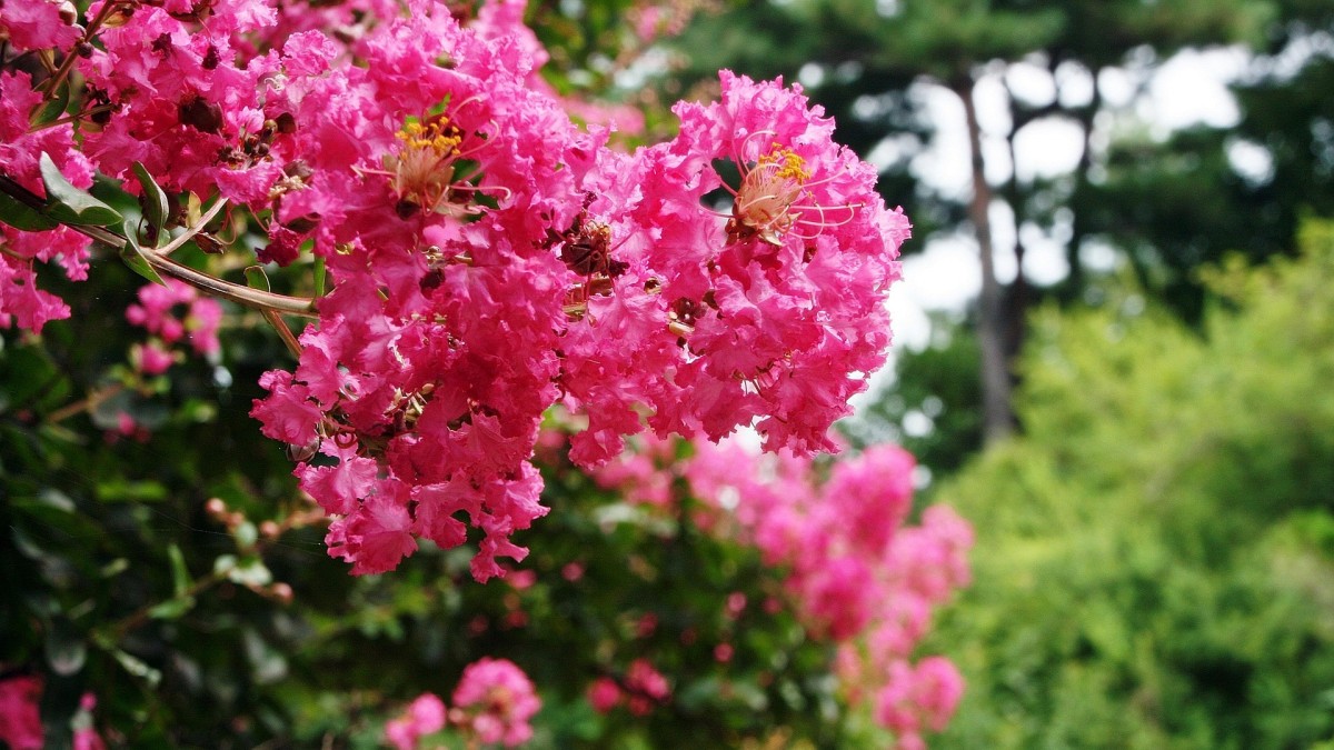 lagerstroemia