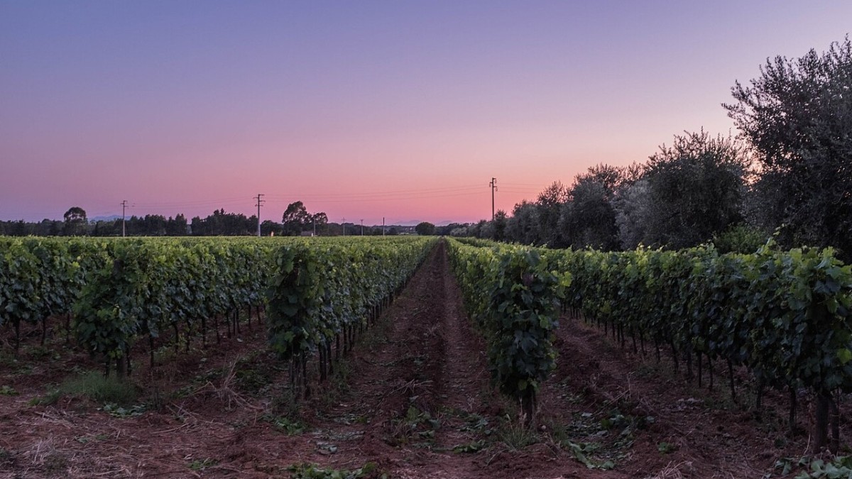 migliori vini toscani