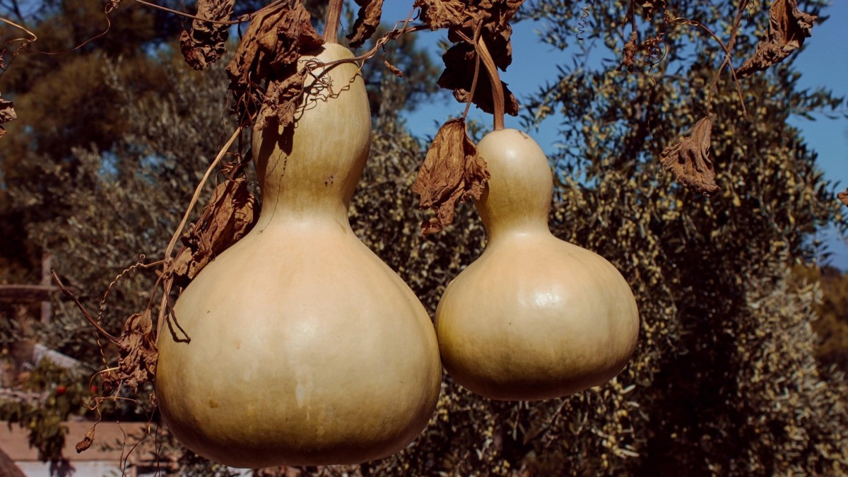 piantare zucche
