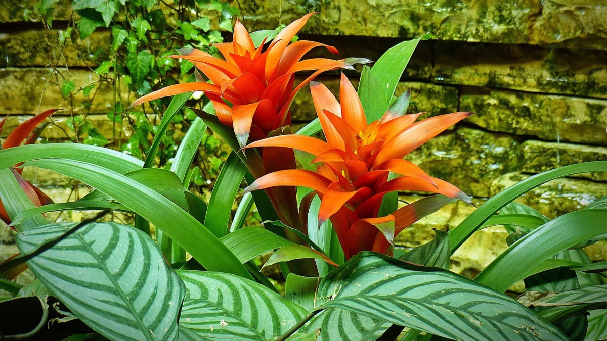 bromelia
