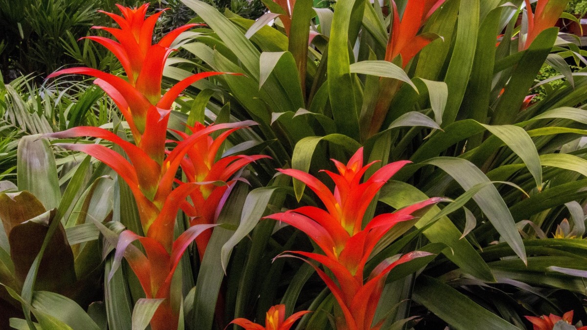 bromelia