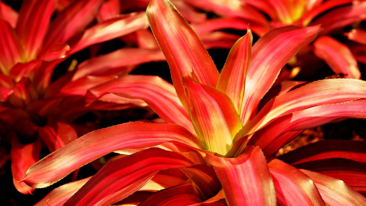 bromelia