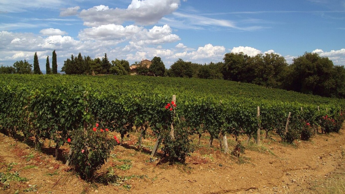 migliori vini toscani