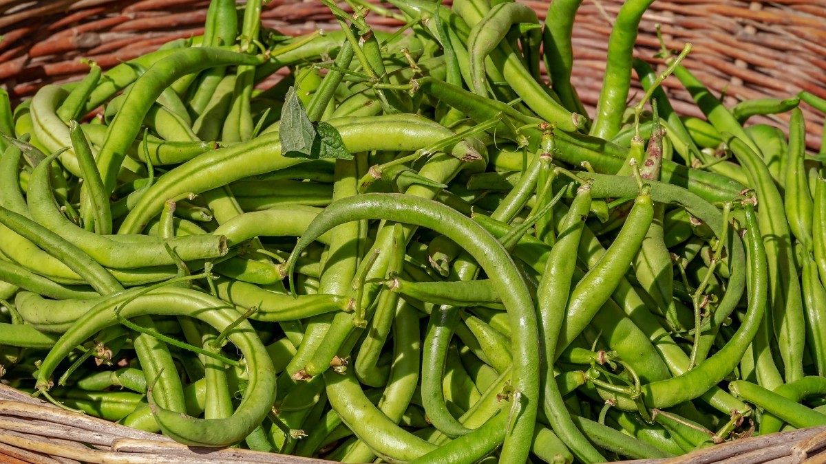 come piantare i fagioli