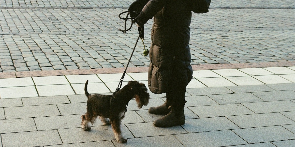 Cani in condominio e bisogni fisiologici: chi raccoglie gli escrementi Cane a passeggio con proprietaria
