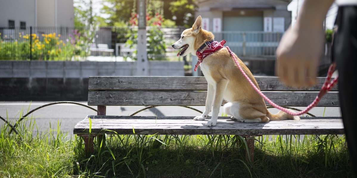 Cani in condominio e bisogni fisiologici: chi raccoglie gli escrementi Cane portato a spasso