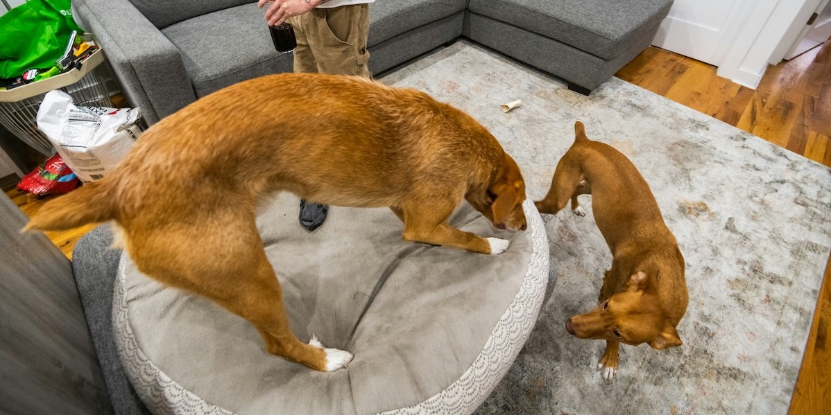 Cani in condominio e bisogni fisiologici: chi raccoglie gli escrementi Animali domestici in appartamento
