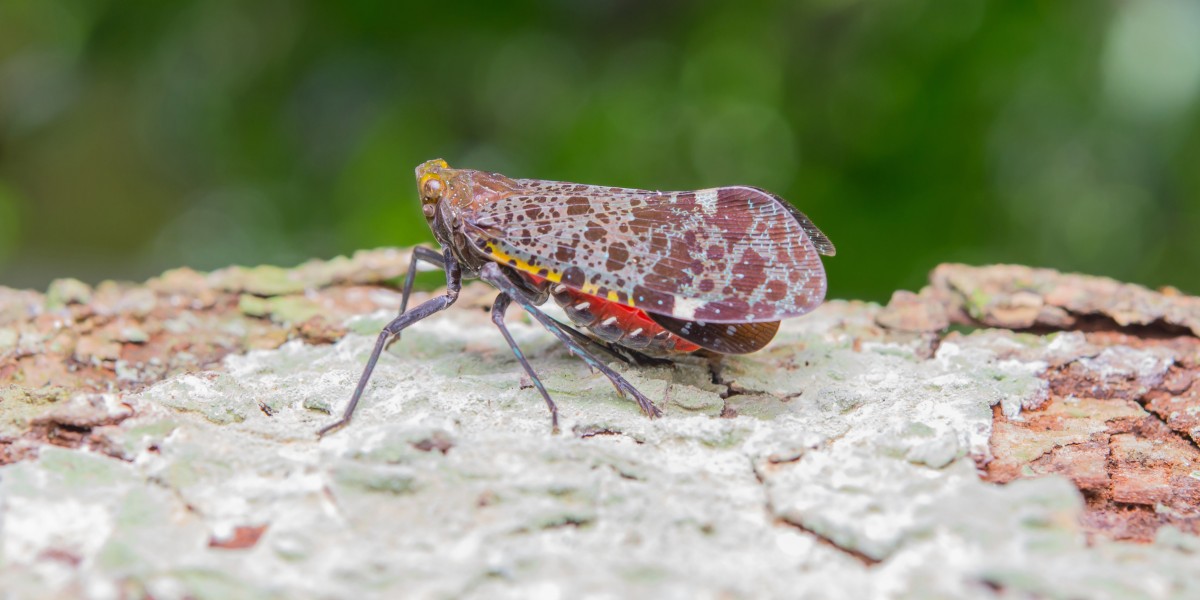 carpocapsa cosa è e come combatterla