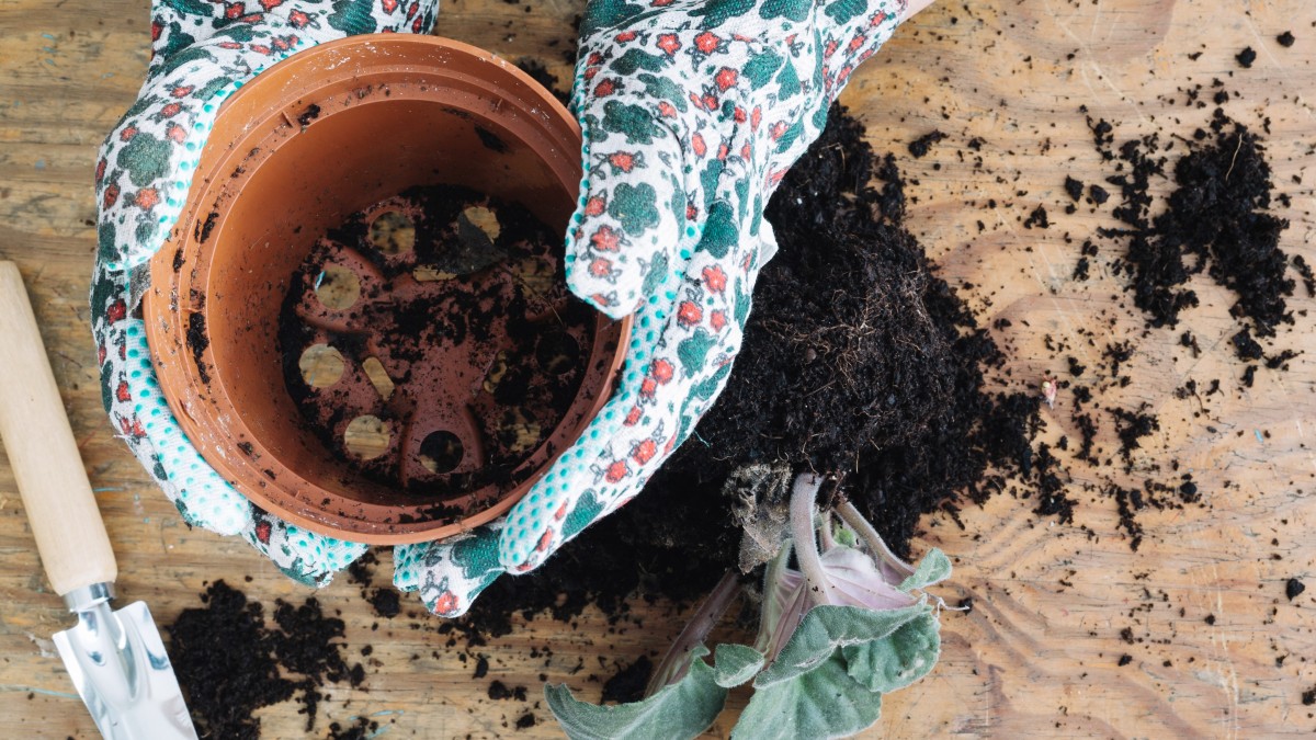 terriccio universale