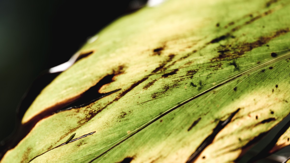 macchie nere sulle foglie delle piante