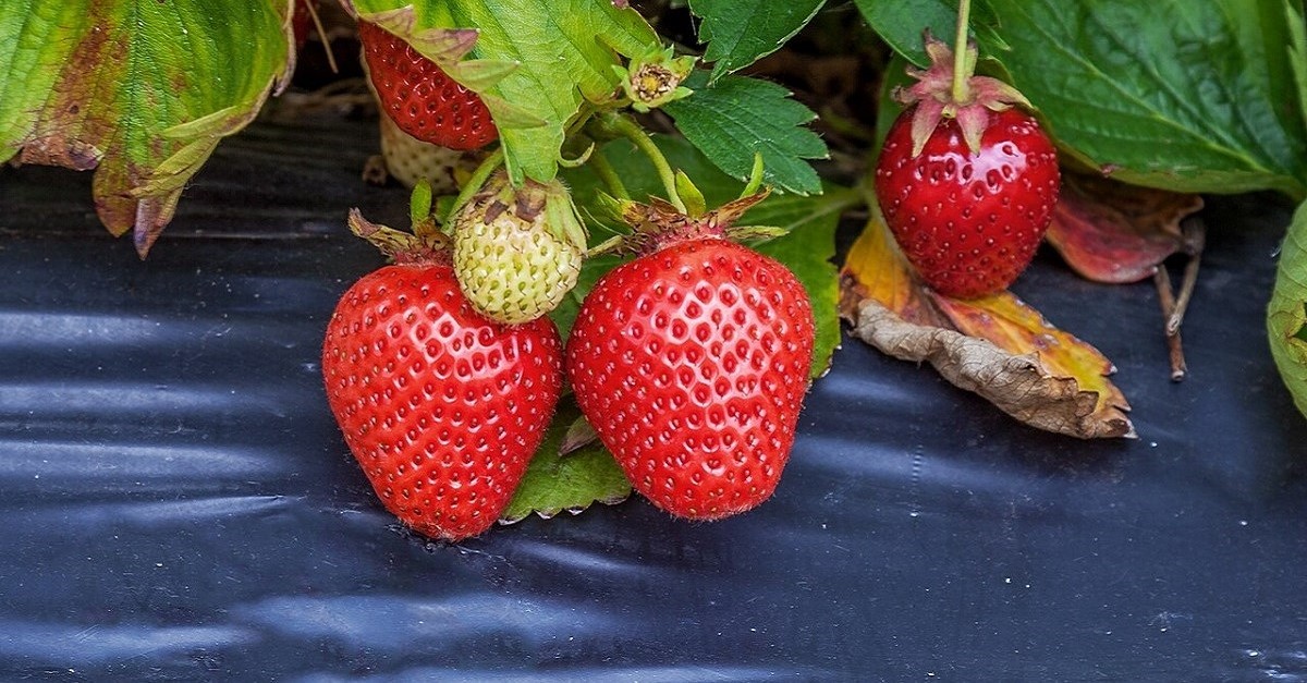 Pacciamatura con telo in polietilene nero