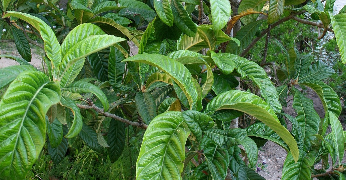 Eriobotrya japonica