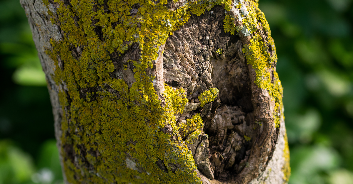 un tronco con una cavità