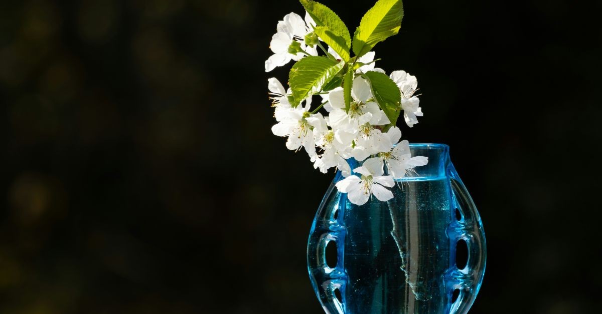 fiori bianchi in vaso azzurro