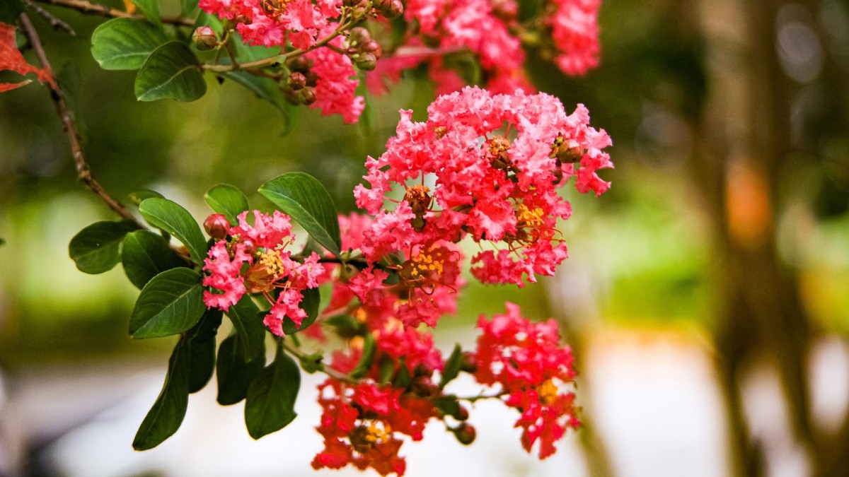 lagerstroemia