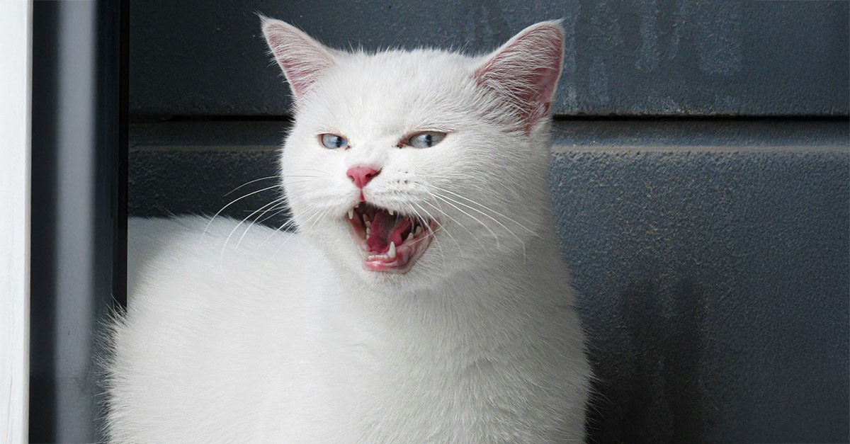 Gatto che miagola in condominio