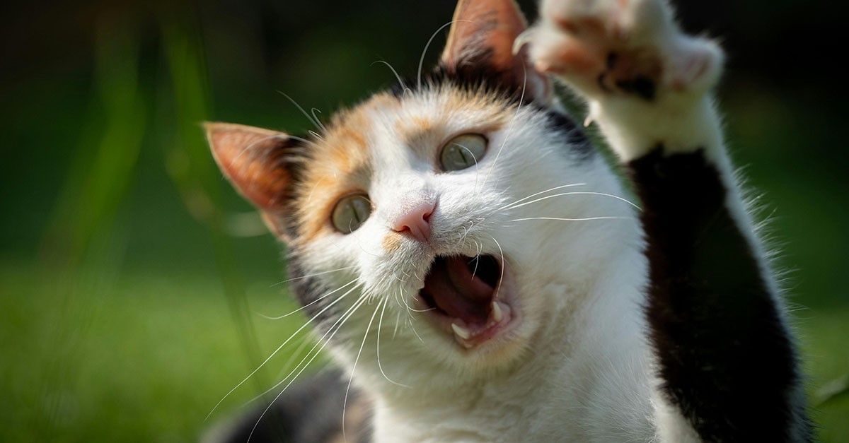 Gatto che fa rumore in condominio