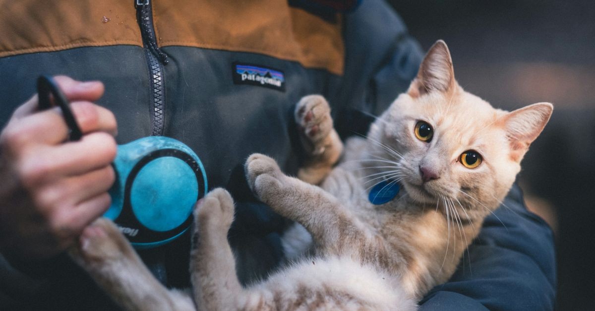 gatto portato in salvo