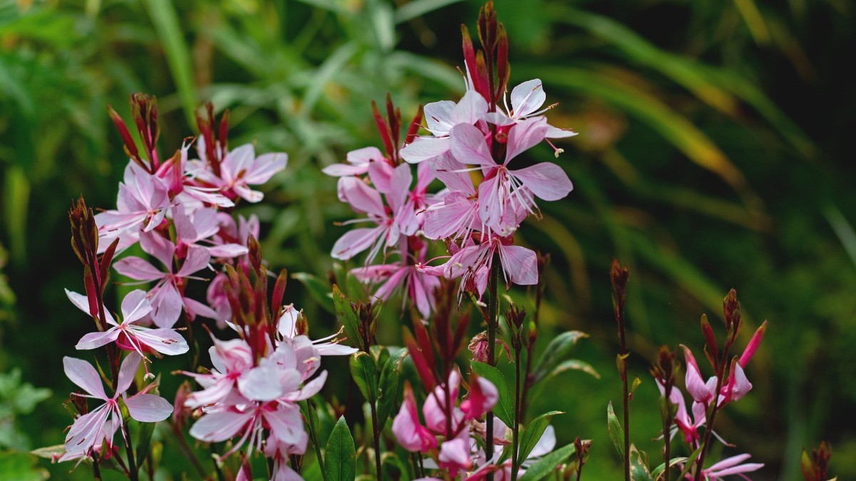come coltivare la gaura