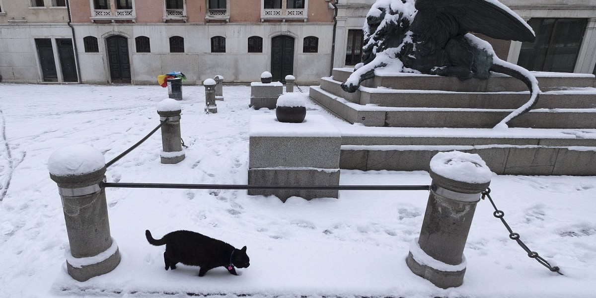 gatti a Venezia