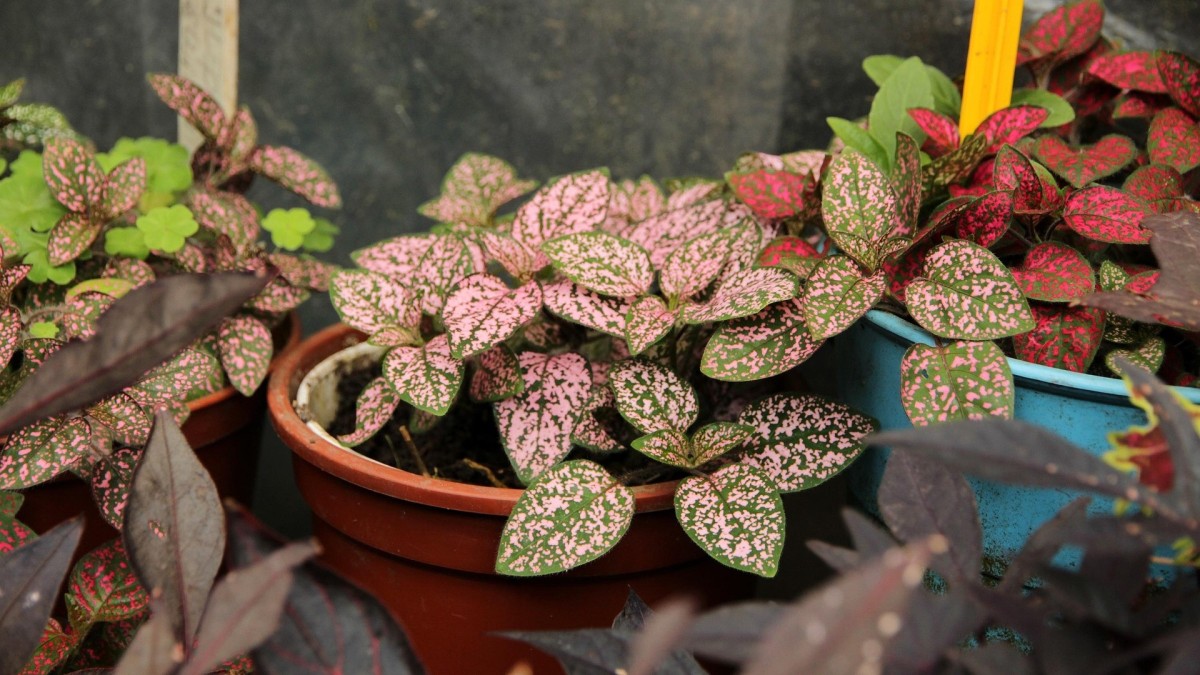 hypoestes