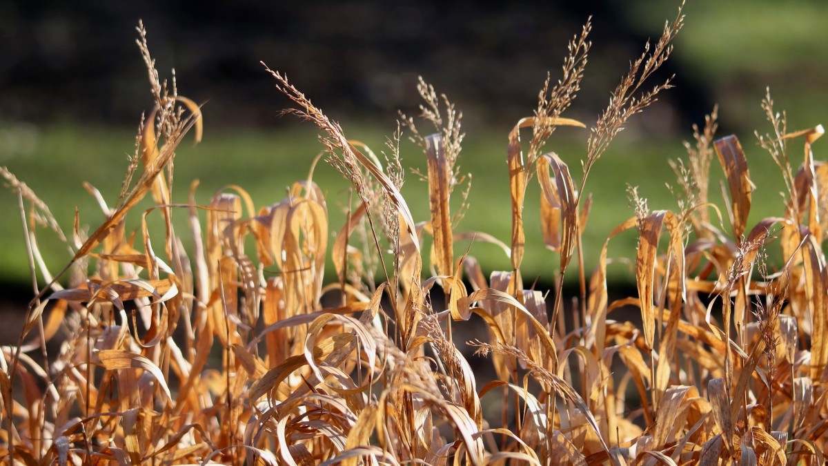 fusariosi nelle piante