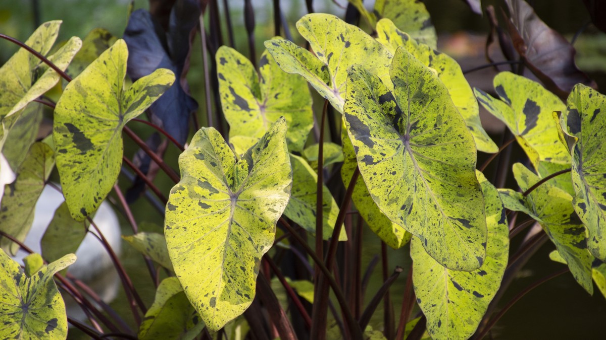 macchie nere sulle foglie delle piante