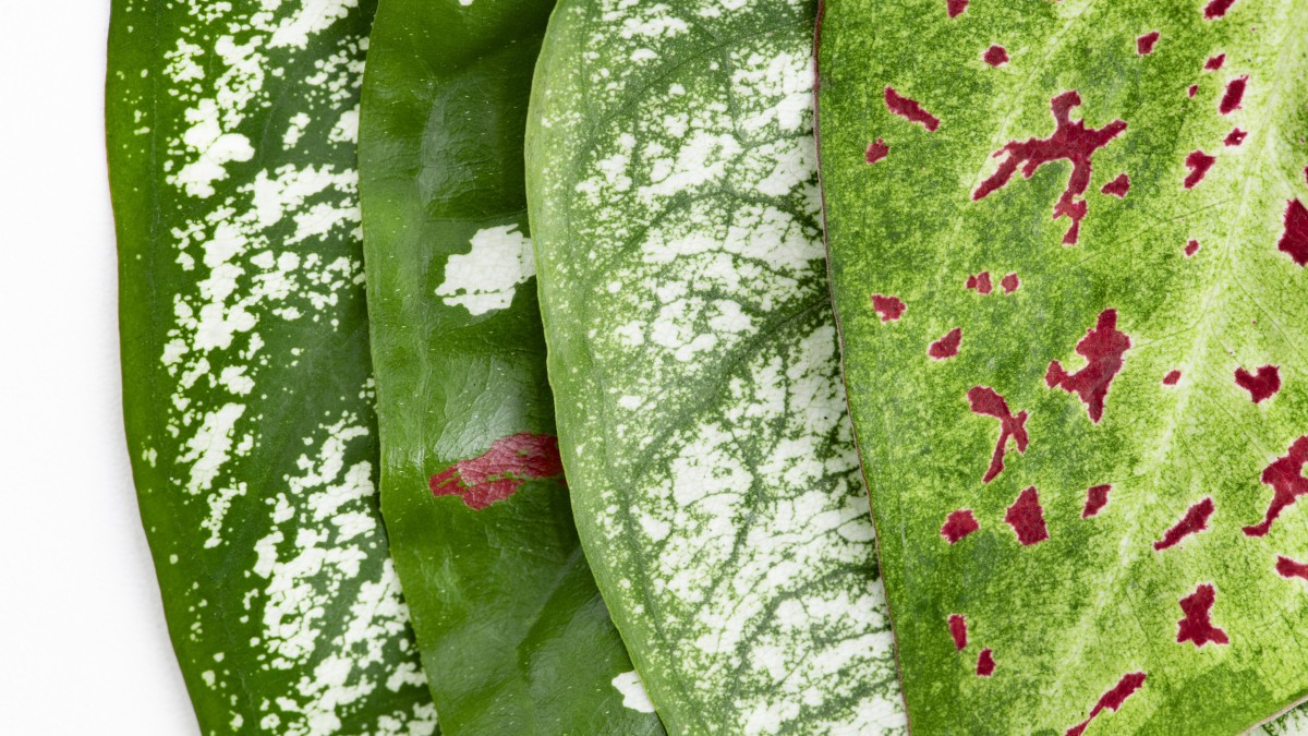 macchie nere sulle foglie delle piante