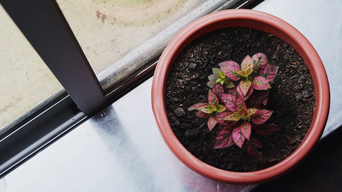 hypoestes