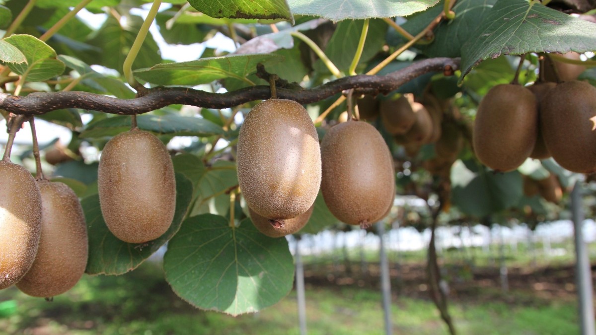 piante monoiche e dioiche