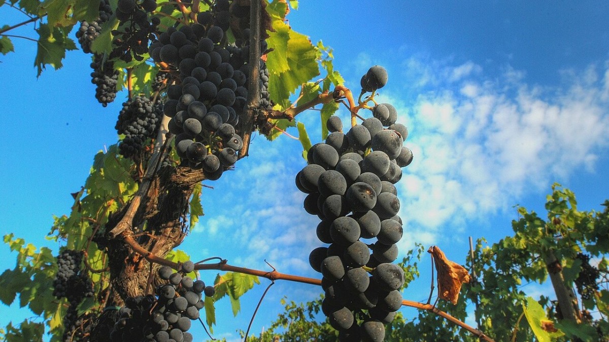 migliori vini toscani