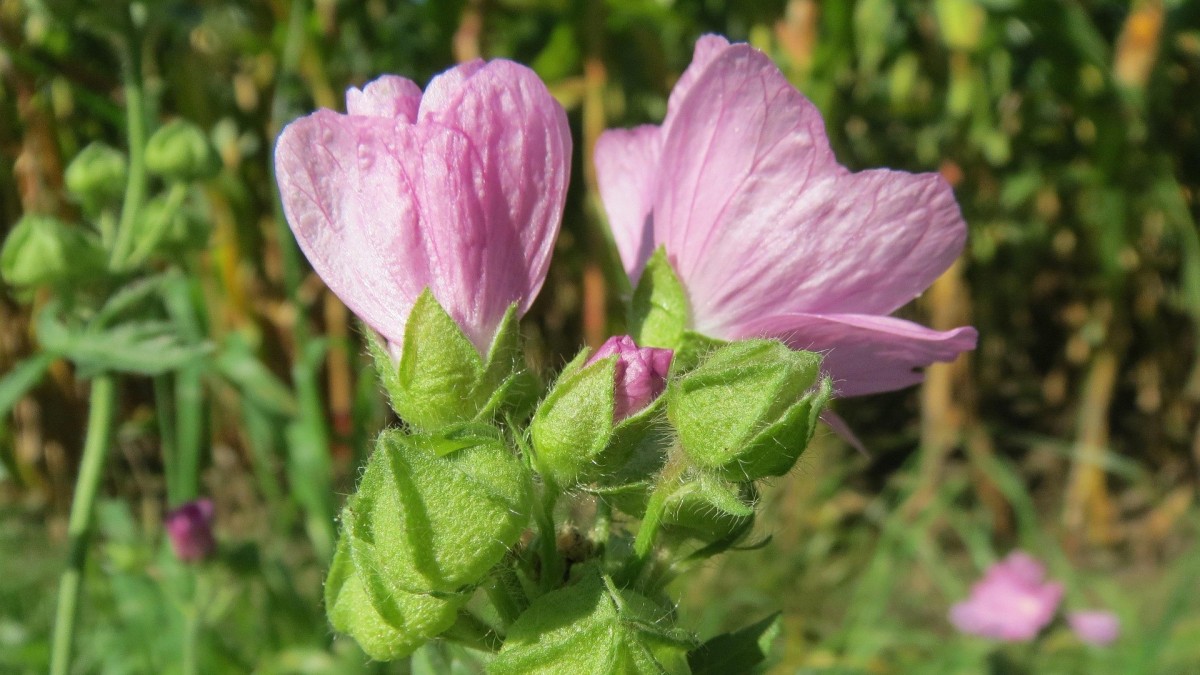 pianta di malva