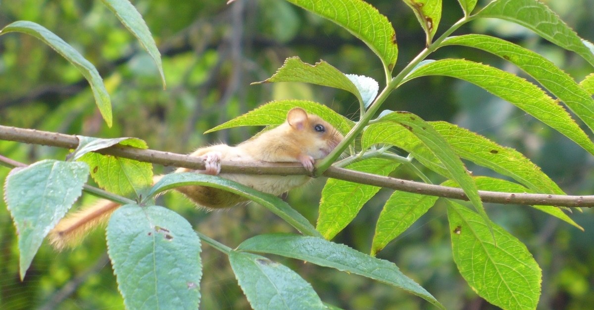 moscardino su albero