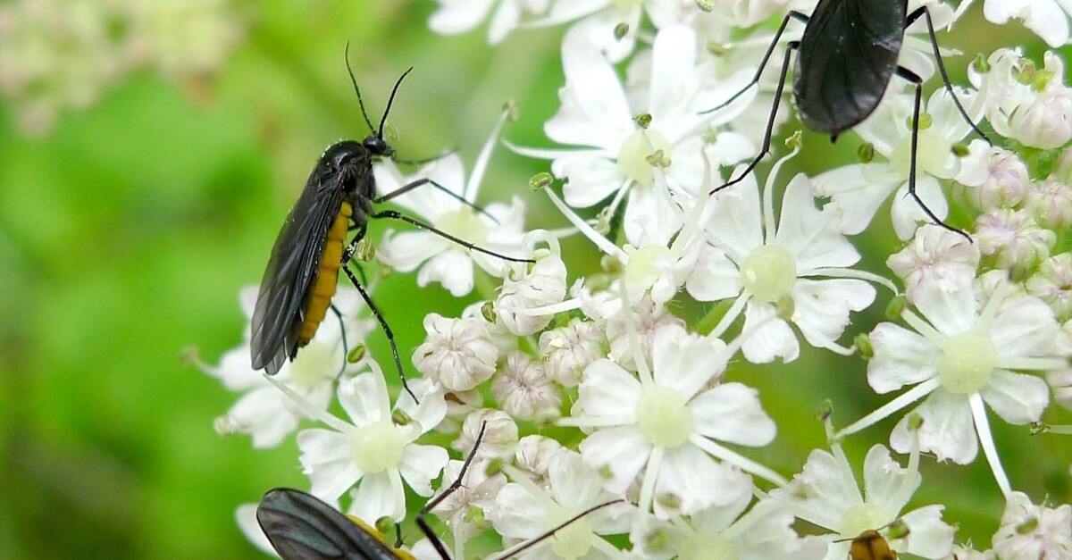 moscerini dei funghi