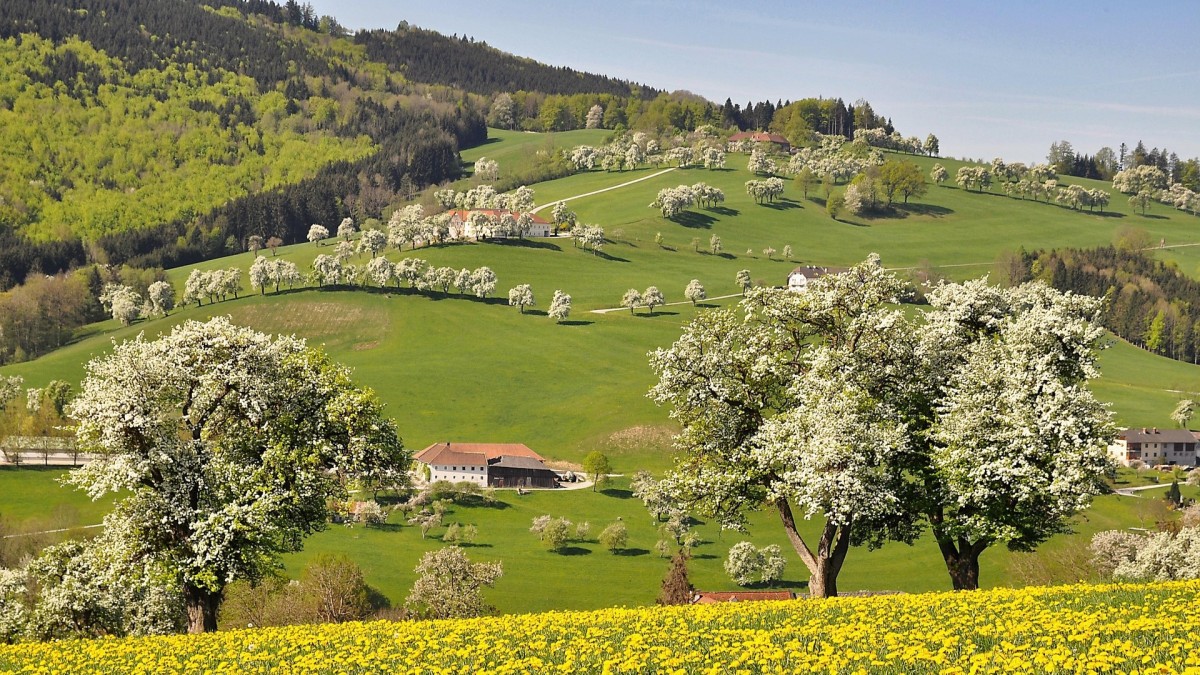 albero di pero