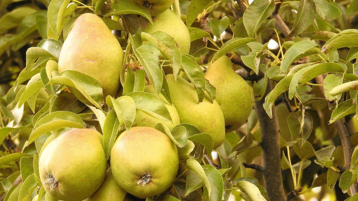 albero di pero