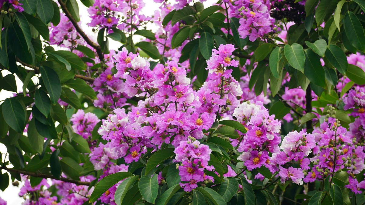 lagerstroemia